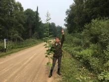 Учёные выяснят причины гигантизма растений в «сибирских джунглях»