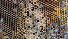 Биологи ТГУ помогут сохранить продуктивность пчел в сложных условиях