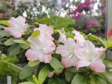 В Ботсаду ТГУ зацвела одна из крупнейших в России коллекция азалий